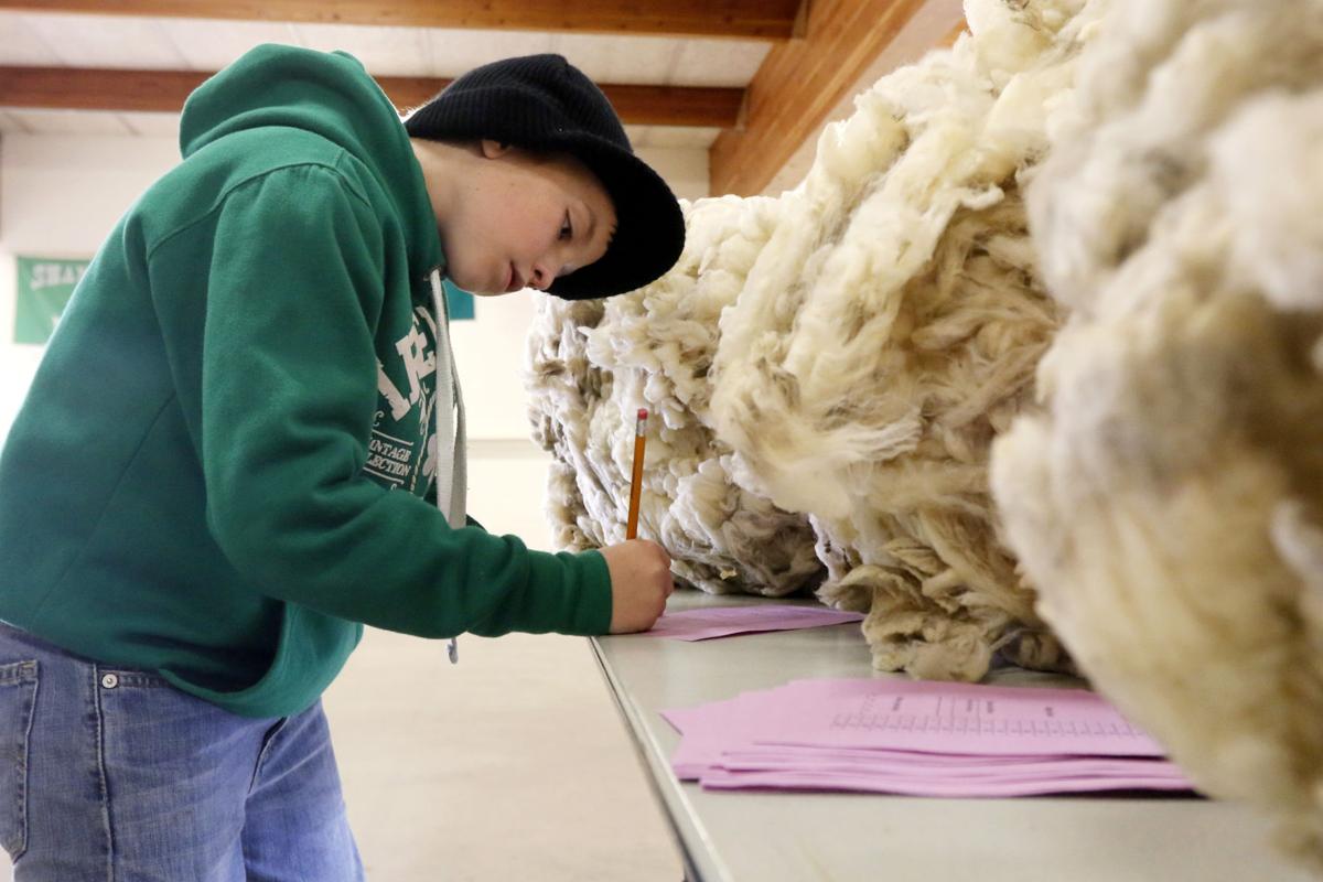 Youth Wool Judging